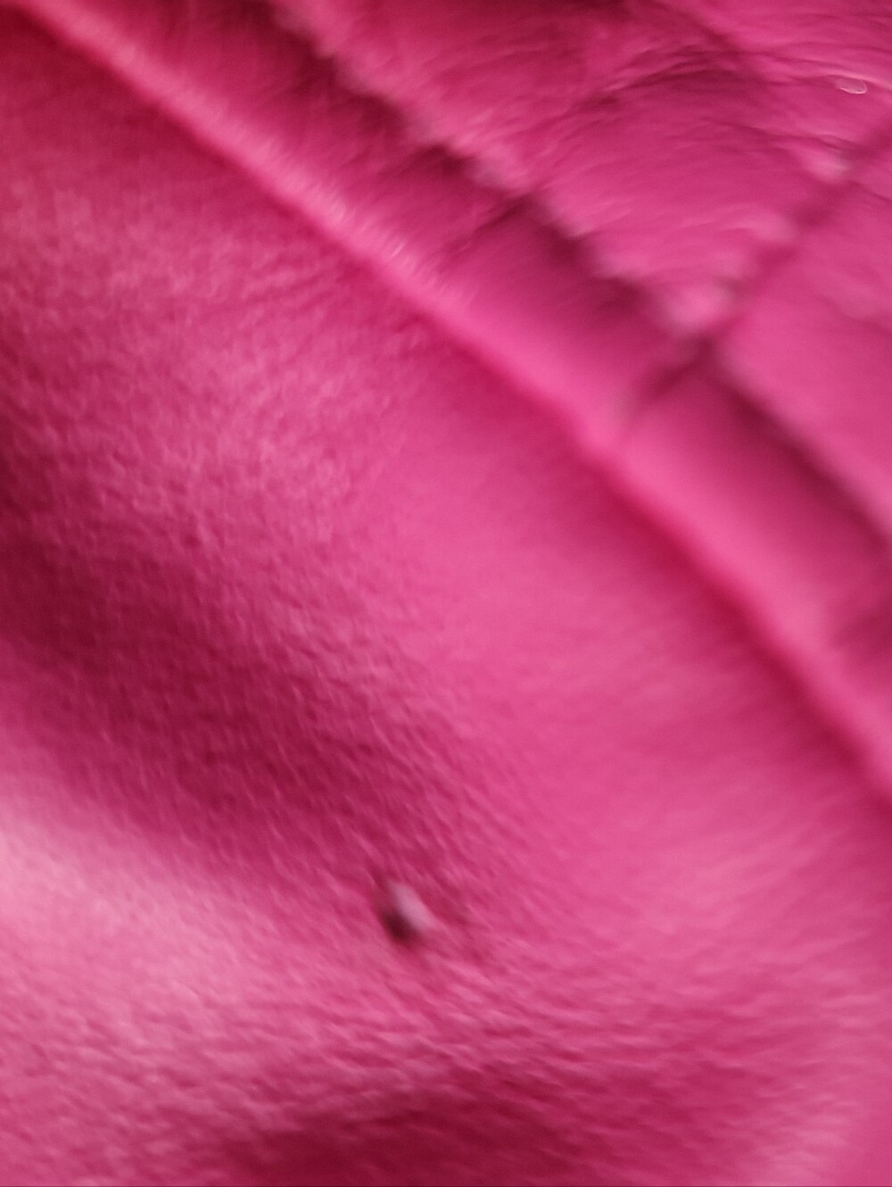 WT ⚘WALTER BAKER NICOLE 100% LEATHER JACKET (CANDY 💖) SZ. SMALL( DAMAGED) - Picture 12 of 14